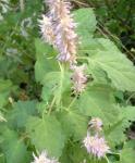 Agastache rugosa Extract 